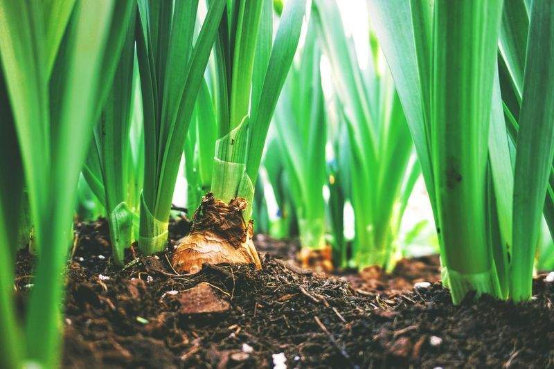 季節の植え替えで楽しむ、彩りあるお庭のつくり方